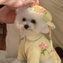 유어스프링 이미지