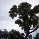 영천 약남리 회화나무 이미지