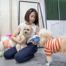 메리펫 애견유치원 | 관악 메리펫 애견유치원, 왜 검색어에 떴을까?