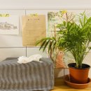 하얀달(HAYANDAL) 이미지