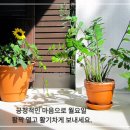 화조화분 이미지