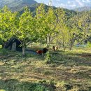 개꼬신내 이미지