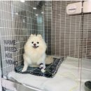 이솜 동물병원 이미지