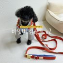 별이와콩이 | 강아지 하네스 추천 바잇미 앞섬방지 X자 목줄 리드줄 세트