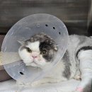 리베동물메디컬센터 | 내돈내산 고양이 단두종증후군 비공확장술 수술후기!/연구개노장, 비공협착증
