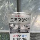 팜핑제주 | 우당탕탕 여름 제주 여행 (Prologue)