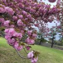 [부산 여행] 부산 재한유엔기념공원United Nations Memorial Cemetery in Korea