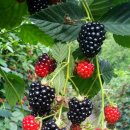 서당농장 이미지