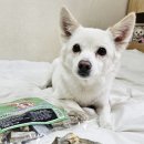 펫츠헬스(수제명가) | 강아지간식 추천 '수제명가 동결건조 통북어 간식' 영양만점 노견간식