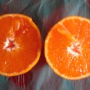 제주직송 [성전오렌지귤] 귤이야 오렌지야.. 제주도에서 이맘때 맛볼수있는 귤 이미지