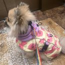 멍클레어 이미지