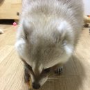 구가의 견 | 구가의 견 솔직후기 반려동물 수제간식