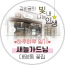 [대명동 무인꽃집 새늘플라워] 예쁜 화분 ‘아랄리아’ 내돈내산 후기