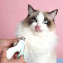 데본냥이 이미지