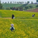 꽃마을 약수터 | 안성팜랜드 유채꽃 봄나들이 | 입장료·체험·주변 가볼만한곳·숙박 총정리
