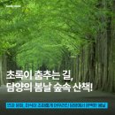 담양 산토리니 펜션 3동 | 초록이 춤추는 길, 담양의 봄날 숲속 산책!