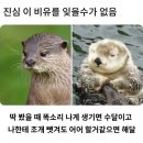 해달 이미지