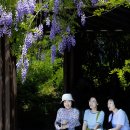 일산 호수공원 꽃축제 이미지