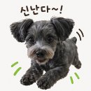 비발디파크 근처 양평 로즈데일펜션 내돈내산 후기, 계곡·수영장·개별바베큐까지