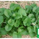 성일농장2 이미지