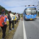 치악산둘레길 9코스 자작나무길 이미지