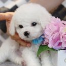 울산 제이앤독 애견샵 이미지