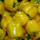 치악산농장 이미지