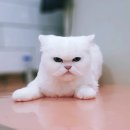 귀엽개귀엽냥 이미지