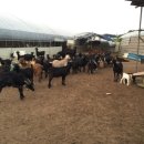 덕산 흑염소 농장 이미지