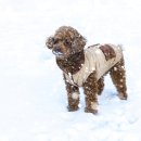 청량리 슬기 동물병원 이미지