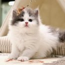 라온캣 잠실고양이분양 이미지