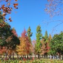 부전천 | 부산 시민공원 산책 단풍나들이 잉어먹이주기