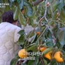 영천우리농장 이미지