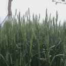 밀과보리