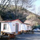 송이 초심정 이미지