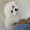 댕푸링 네이버블로그
