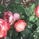 만수6동-10 이미지