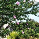 갈매동도당굿전수관 이미지