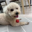 몽앤츄 이미지