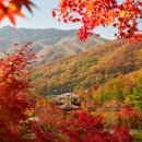 울긋불긋 옷입은 단풍🍁 화담숲단풍 예약 이미지