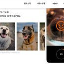 펫나우 이미지