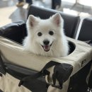 펫배요 | 제주도 배편 완도 실버클라우드 펫룸 강아지 동반 여행 후기