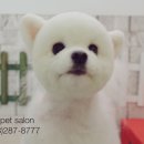 Pet salon 이미지