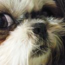 용봉동물병원 이미지