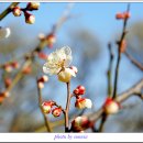 이천산수유마을 이미지