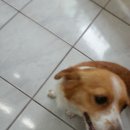 애견종합병원 이미지