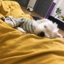 멍개구름 이미지