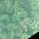 매곡동 917-5 R | 일본 : 이시가키 클럽메드 카비라 외부 관광 | 카비라만 글라스보트 이용 후기