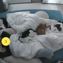 이나(구 보노) 생존소식 이미지