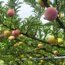 상주농장 이미지